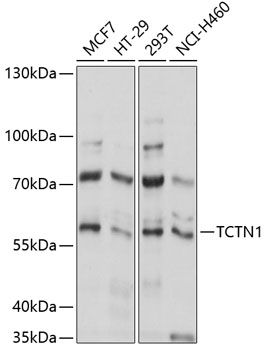 TCTN1 antibody