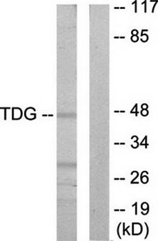 TDG antibody