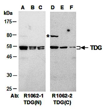 TDG antibody