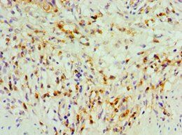 TDGF1 Antibody