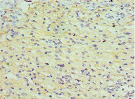 TDGF1 Antibody