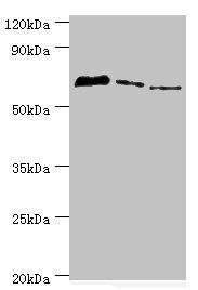 TDP1 Antibody