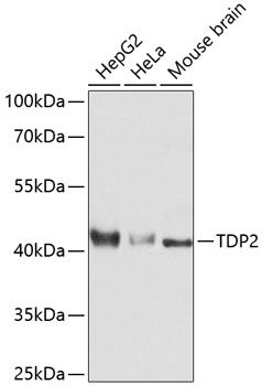 TDP2 antibody