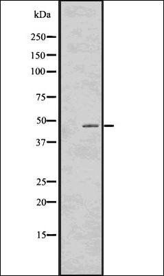 TDP43 antibody
