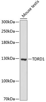 TDRD1 antibody