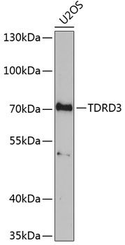 TDRD3 antibody
