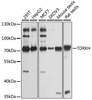 TDRKH antibody