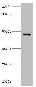 TEAD1 Antibody