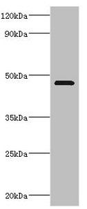 TEAD1 antibody