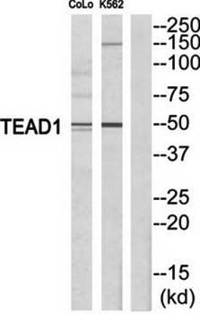 TEAD1 antibody
