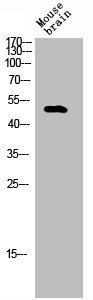 TEAD2 Antibody