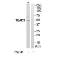 TEAD3 antibody