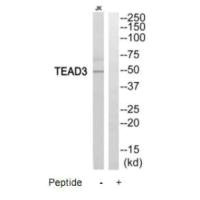 TEAD3 Antibody