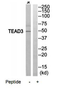 TEAD3 antibody