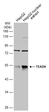 TEAD4 Rabbit Polyclonal Antibody