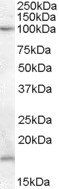 41704 antibody