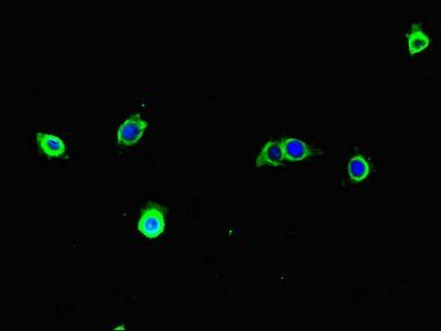 TECPR1 Antibody