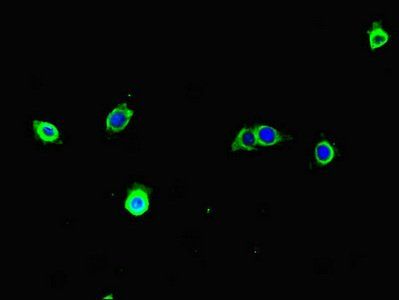 TECPR1 antibody