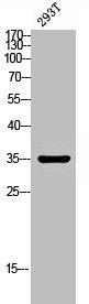 TECR Antibody