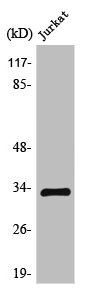 TEF antibody