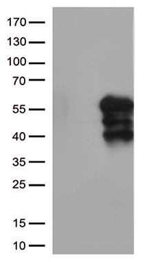 TEKT2 Antibody