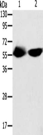 TEKT3 antibody