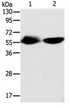 TEKT3 Antibody