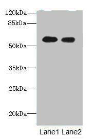 TEKT5 Antibody