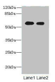 TEKT5 antibody