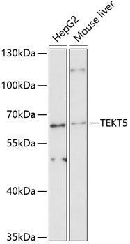 TEKT5 antibody