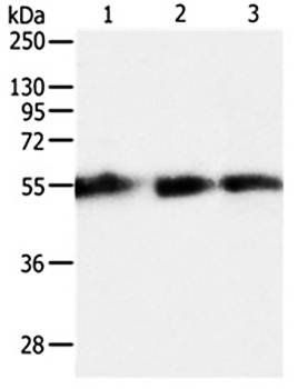 TEKT5 Antibody