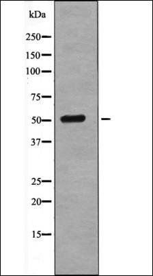 Tel (Phospho-Ser257) antibody