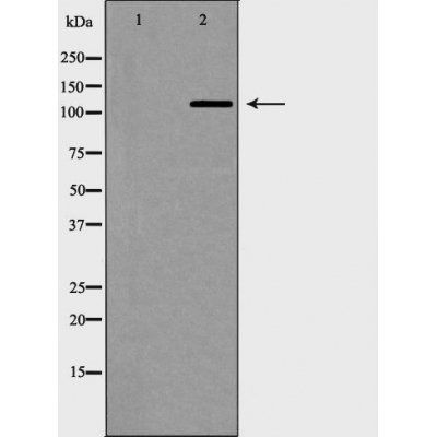 Telomerase (Phospho-Ser824) antibody