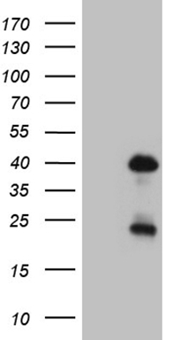 TEM1 (CD248) antibody