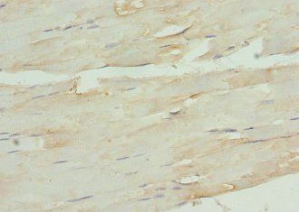 TNC Antibody
