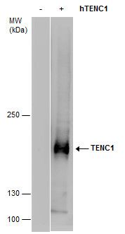 TENC1 antibody [C2C3], C-term