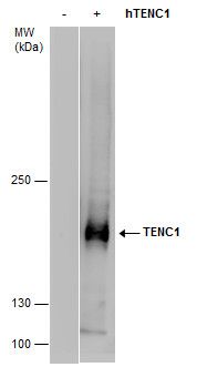 TENC1 antibody