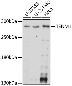 TENM1 antibody