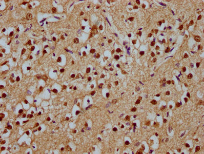 TENM1 antibody