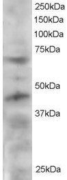 Goat anti-TERF1 / PIN2 Antibody