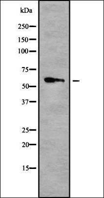 TERF2 antibody