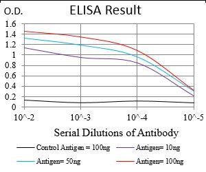 TERF2 Antibody