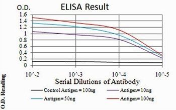 TERT Antibody