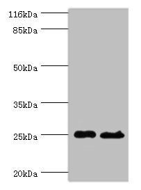 TESC antibody