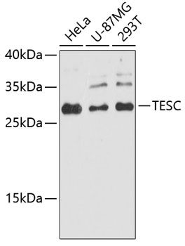 TESC antibody