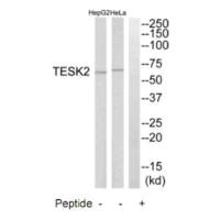 TESK2 antibody