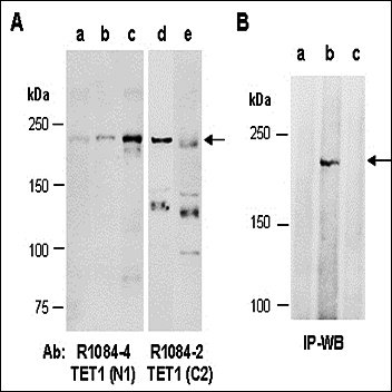 TET1 antibody