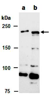 TET1 Antibody, Mouse Monoclonal