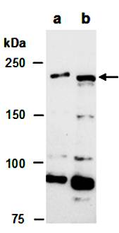 TET1 antibody