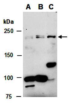 TET1 antibody